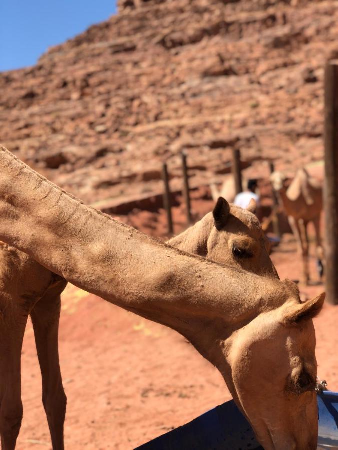 Rum Desert Princess Camp Wadi Rum Exteriör bild