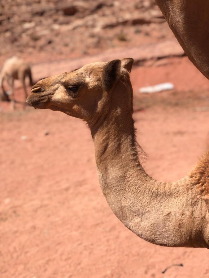 Rum Desert Princess Camp Wadi Rum Exteriör bild
